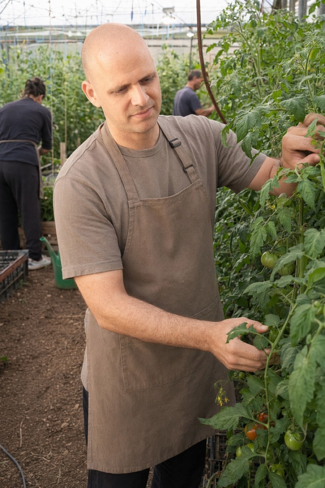 Man inspecting tomato vines in a greenhouse